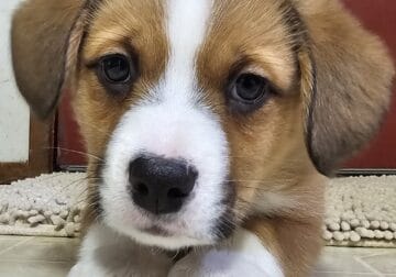 Corgi Huskey Aussie Mix