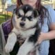 Husky/German Shepherd Puppies