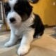 Australian Shepherd Puppies