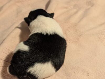 Pomeranian