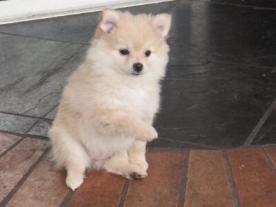 Pomeranian Mix