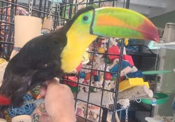 Keel Billed Toucan – Rare and Gorgeous!!