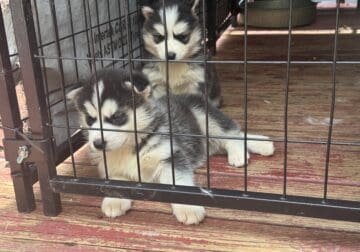 Siberian husky puppies