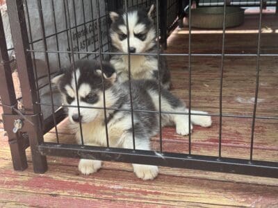 Siberian husky puppies