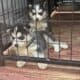 Siberian husky puppies