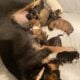 Litter of 8 Australian Shepard/ red heelers