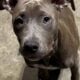 Blue nose Pitbull puppies looking for forever home
