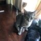 Family of Cats