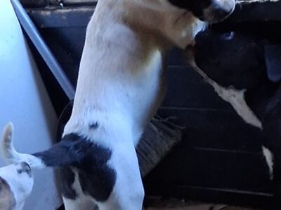 Help puppies need forever homes
