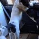 Help puppies need forever homes