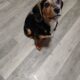 Beagle Puppy 5 months old male