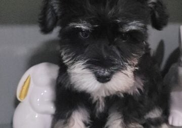 black silver puppy