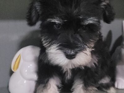 black silver puppy