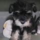black silver puppy