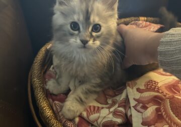 Fez Maine Coon Kitten