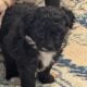 5 Miniature Aussiedoodle puppies