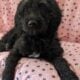 Golden Doodles F1 Standard