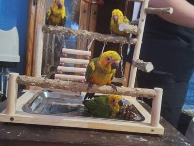 Sun conures