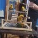 Sun conures