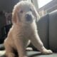 saint benard/ great pyrenees puppies