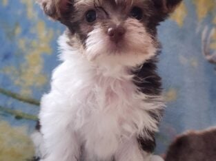 Teacup Parti Yorkies CKC Registered