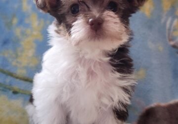 Teacup Parti Yorkies CKC Registered