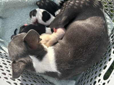 Chihuahuas pups taking deposits