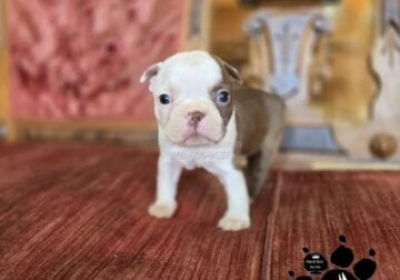 AKC BOSTON TERRIER – CANDIS