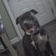 Staffy Brindle