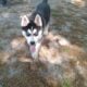 Siberian Husky (Male Puppy)