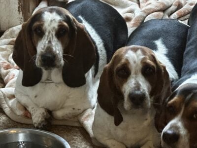 Basset Hound/Beagle Mix