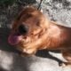 Spin – playful dog, looking for a new home.