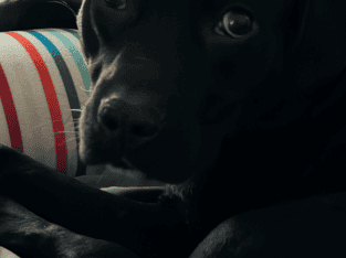Dog Rehoming