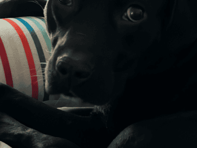 Dog Rehoming