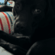Dog Rehoming