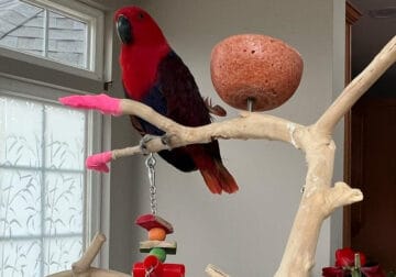 4-Year-Old Female Eclectus – Ruby