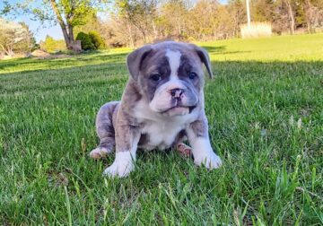 Janet – Olde Bulldog Puppy-Tri-Color. I am amazing