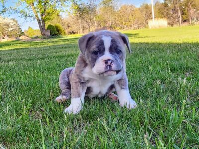 Janet – Olde Bulldog Puppy-Tri-Color. I am amazing