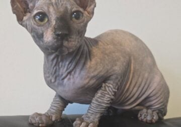 Ivana Available female Sphynx tortoiseshell