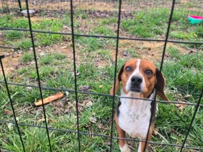 Two female beagles