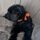 Golden Doodles F1 Standard