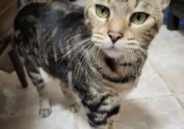 Marble bengal cat