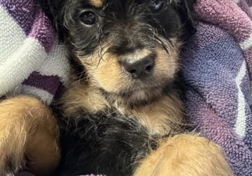 Healthy vetted Rottiepoo’s!