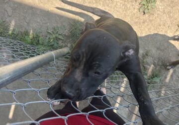 Blue Nose Staffordshire/ Red Nose Gator Head