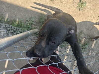 Blue Nose Staffordshire/ Red Nose Gator Head