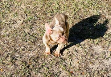 French Bulldog male pup