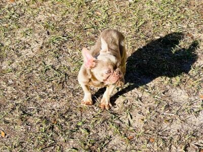 French Bulldog male pup