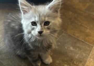 Bingo Maine Coon Kitten