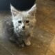Bingo Maine Coon Kitten