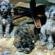 Mini-Bernadoodles F1B puppies